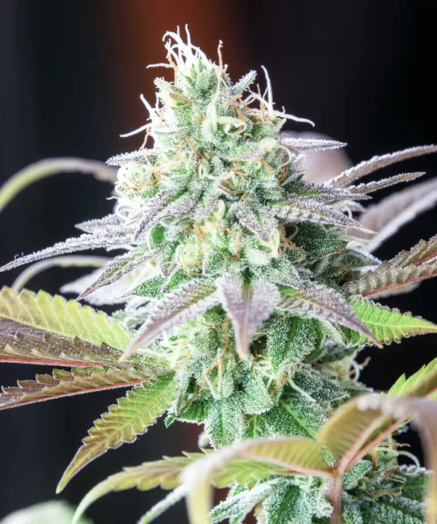 Kompakter White Runtz-Bud, überzogen mit schneeweißen, zuckrigen Trichomen, die vor Frost regelrecht leuchten.