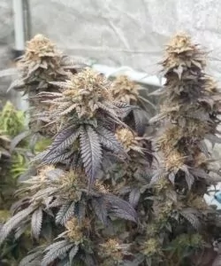 Kompakte, dichte Zoap-Buds mit einem gräulichen Schimmer und einer zuckrigen Harzschicht.