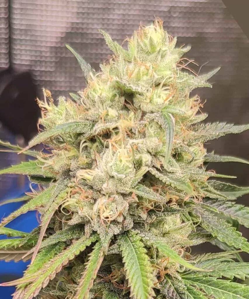 Nahaufnahme eines Head-Buds der Zoap-Sorte mit lebendigen Farbtönen, dichter Struktur und funkelnden Trichomen.
