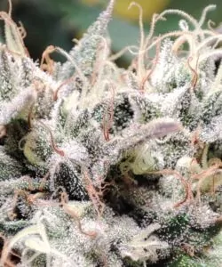 Makroaufnahme eines Head-Buds der Zoap-Sorte mit Fokus auf die zahlreichen Trichome und die detaillierte Textur für ein frostiges Erscheinungsbild.