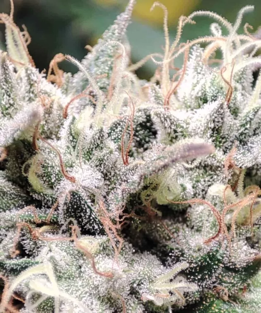Makroaufnahme eines Head-Buds der Zoap-Sorte mit Fokus auf die zahlreichen Trichome und die detaillierte Textur für ein frostiges Erscheinungsbild.
