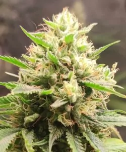 Detaillierte Makroaufnahme eines Head-Buds der Zoap-Sorte mit einer frostigen Trichomschicht und komplexen Texturen.
