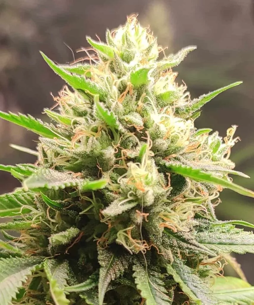 Detaillierte Makroaufnahme eines Head-Buds der Zoap-Sorte mit einer frostigen Trichomschicht und komplexen Texturen.
