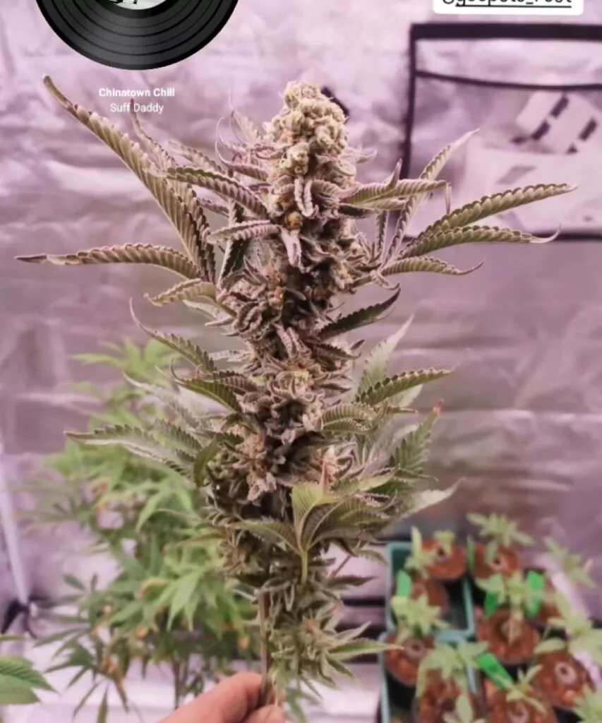 Eine prächtig gedeihende Watermelon Z-Pflanze mit üppigem grünen Laub und dicken, harzbedeckten Buds. Die dichten Nugs glänzen im Licht und lassen ihre Potenz und das fruchtige Aroma erahnen.