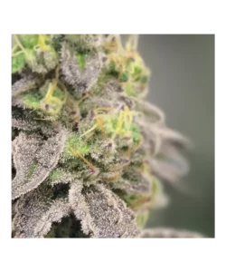 Nahaufnahme der dichten, harzüberzogenen Knospen von Apple Fritter, die dicke Schichten von Trichomen zeigen, die im Licht schimmern. Die Struktur ist kompakt, mit tiefen Grüntönen und goldfarbenen Stempeln, die sich durch die frostige Oberfläche ziehen.