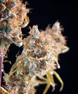 Ein weiteres detailliertes Bild einer Biscotti-Knospe, das ihre satten Farbtöne und glitzernden Trichome zeigt.