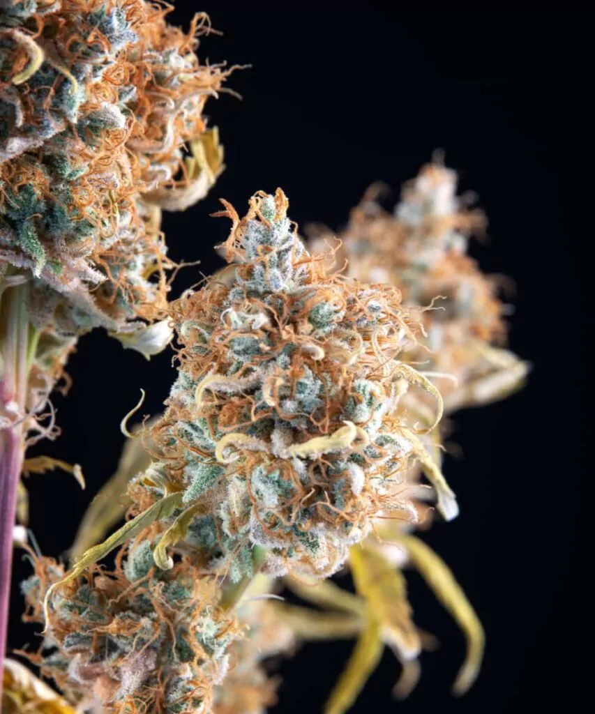 Ein weiteres detailliertes Bild einer Biscotti-Knospe, das ihre satten Farbtöne und glitzernden Trichome zeigt.