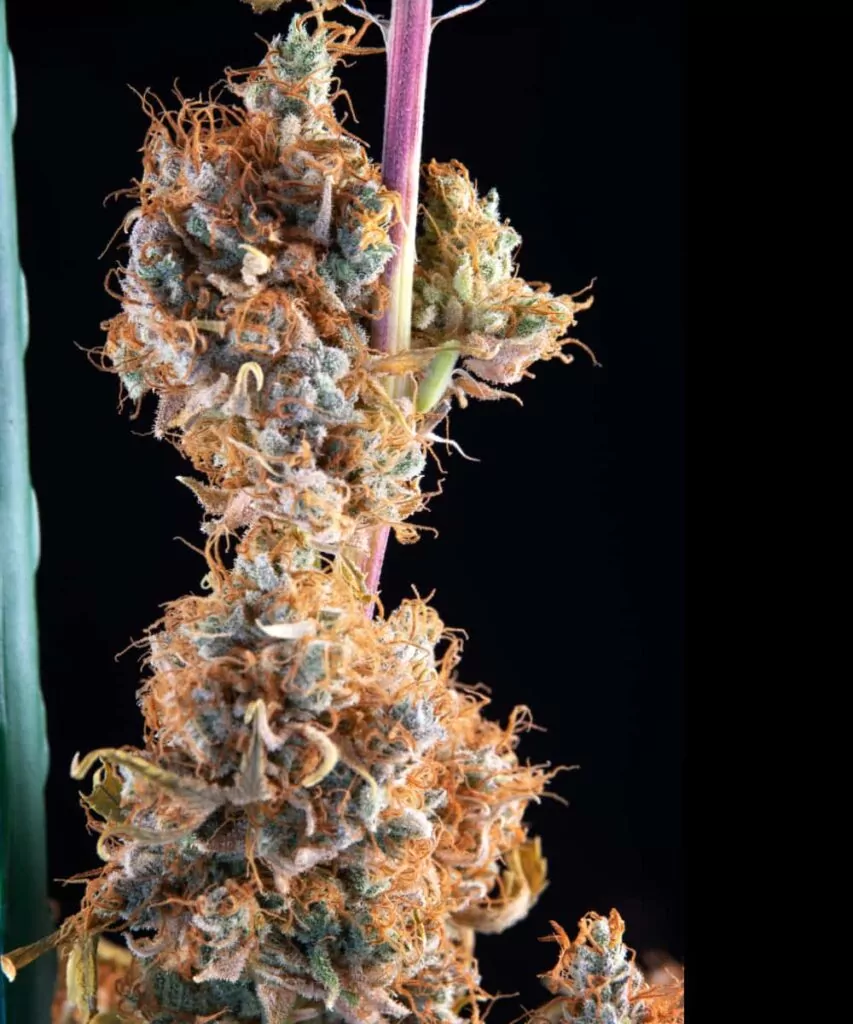 Biscotti-Cannabis-Knospe in hoher Detailgenauigkeit, die ihre dichte Struktur und den frostigen Harzüberzug hervorhebt.