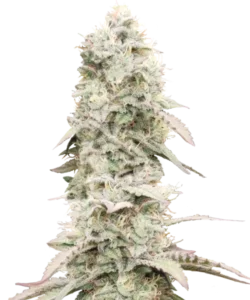 Do-Si-Dos-Cannabisblüten mit einer dichten, weißen, frostigen Trichomschicht, die leuchtend grüne Farbtöne und leuchtend orangefarbene Härchen zeigt. Die harzigen Nuggets funkeln im Licht und betonen ihre Potenz und ihre hochwertige Struktur.