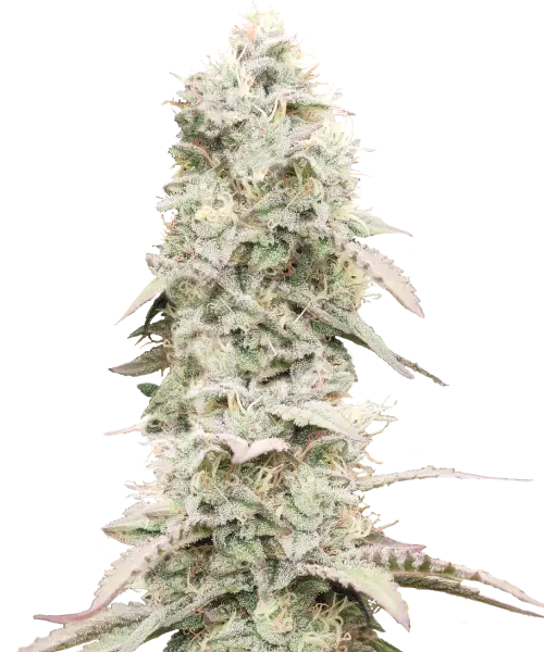 Do-Si-Dos-Cannabisblüten mit einer dichten, weißen, frostigen Trichomschicht, die leuchtend grüne Farbtöne und leuchtend orangefarbene Härchen zeigt. Die harzigen Nuggets funkeln im Licht und betonen ihre Potenz und ihre hochwertige Struktur.