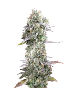 Massive Durban Poison-Cola, überzogen mit einer schimmernden Schicht aus kristallklaren Trichomen. Die langen, speerförmigen Blüten präsentieren leuchtend grüne Töne mit einem Hauch von orangefarbenen Härchen.