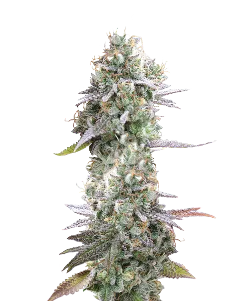 Massive Durban Poison-Cola, überzogen mit einer schimmernden Schicht aus kristallklaren Trichomen. Die langen, speerförmigen Blüten präsentieren leuchtend grüne Töne mit einem Hauch von orangefarbenen Härchen.