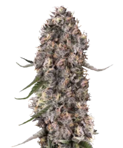 Dichte, frostige Knospen mit tiefvioletten Tönen und einer dicken Schicht funkelnder Trichome.