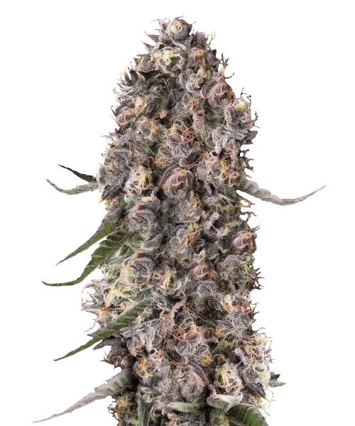 Dichte, frostige Knospen mit tiefvioletten Tönen und einer dicken Schicht funkelnder Trichome.