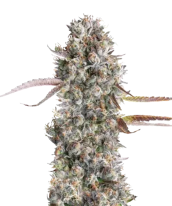 Eine beeindruckende Gruntz-Pflanze in voller Blüte mit dichten, frostigen Knospen in tiefvioletten und smaragdgrünen Tönen. Die trichomreiche Oberfläche glitzert im Licht und unterstreicht die dicke Harzproduktion. Feurig orangefarbene Stempel ziehen sich durch die kompakten, klobigen Knospen und verstärken die exotische Anziehungskraft der Pflanze.