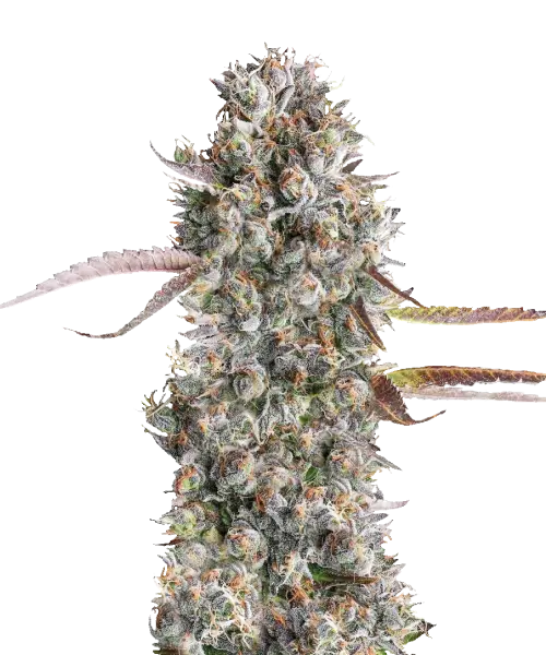 Eine beeindruckende Gruntz-Pflanze in voller Blüte mit dichten, frostigen Knospen in tiefvioletten und smaragdgrünen Tönen. Die trichomreiche Oberfläche glitzert im Licht und unterstreicht die dicke Harzproduktion. Feurig orangefarbene Stempel ziehen sich durch die kompakten, klobigen Knospen und verstärken die exotische Anziehungskraft der Pflanze.