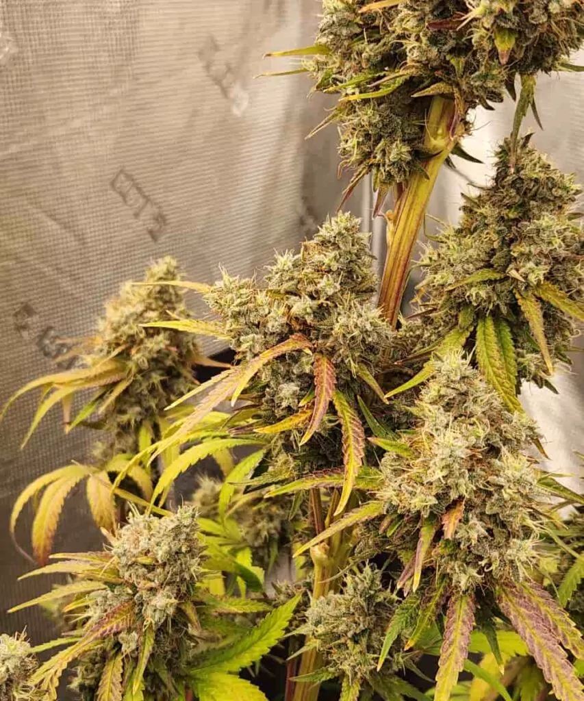 **Mittlere Buds** Die mittelgroßen Buds von Gush Mint stehen den Spitzen-Colas in nichts nach und präsentieren sich als kompakte, kristallbedeckte Blüten mit der gleichen kraftvollen Wirkung. Diese dichten Nugs sind perfekt geformt und sorgen für ein gleichmäßiges Blätterdach voller frostiger Pracht in der gesamten Pflanze.