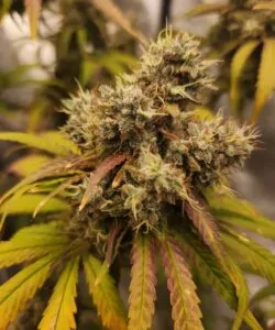 **Head-Bud – Kompakt** Der Spitzen-Bud von Gush Mint stiehlt allen die Show und bildet eine dichte, steinharte Cola, die vor Trichomen glänzt. Seine kompakte Struktur steckt voller Potenz und bietet sanfte Aromen von minziger Diesel-Note sowie ein umwerfendes High.
