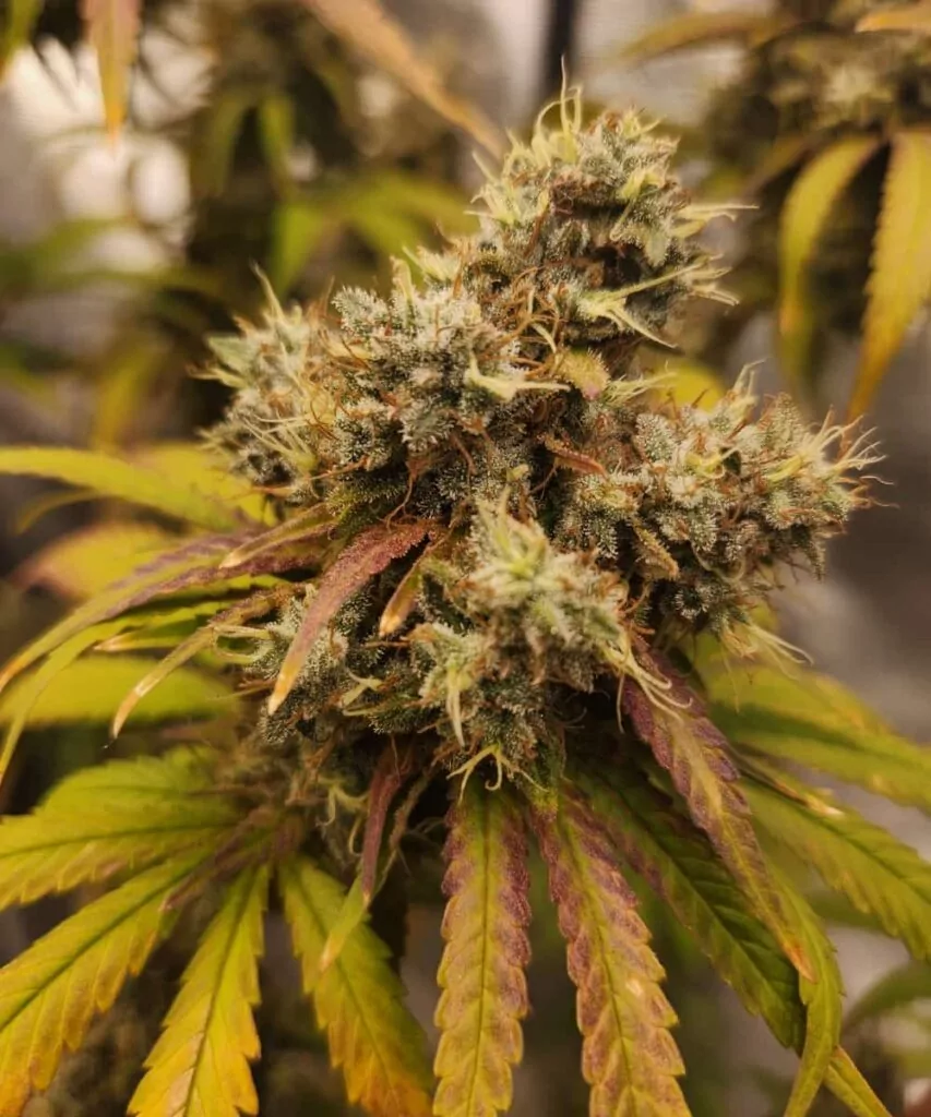 **Head-Bud – Kompakt** Der Spitzen-Bud von Gush Mint stiehlt allen die Show und bildet eine dichte, steinharte Cola, die vor Trichomen glänzt. Seine kompakte Struktur steckt voller Potenz und bietet sanfte Aromen von minziger Diesel-Note sowie ein umwerfendes High.