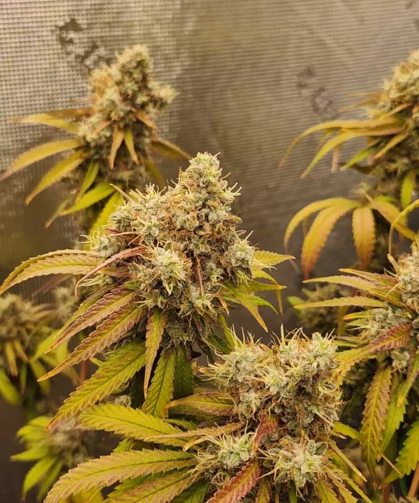 **Kompakter Head-Bud** Im Herzen der Gush Mint-Pflanze befindet sich ein dicker, kompakter Head-Bud, der vor Harz nur so trieft und vor Potenz strotzt. Diese zentrale Cola entwickelt eine feste Struktur mit lebendigen Farbtönen und einem durchdringenden Aroma – ein echtes Highlight in jedem Garten.