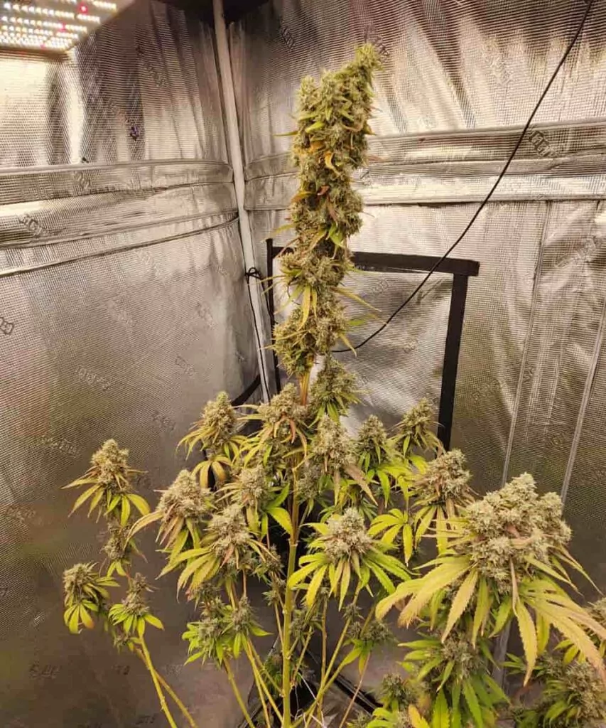 **Ganze Pflanze – Riesige Buds** Gush Mint-Pflanzen explodieren förmlich mit massiven, harzbedeckten Buds und bilden dichte Colas von oben bis unten. Diese kraftvolle Sorte gedeiht unter optimalen Bedingungen hervorragend und liefert außergewöhnliche Erträge sowie ein unverkennbares Aroma nach Minze und Diesel. Ein wahrer Traum für Züchter, die auf der Suche nach schweren, frostigen Ernten sind!