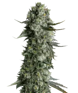 Hindu Kush-Cannabispflanze mit üppigem grünem Laub und frostigen, harzbedeckten Blüten | Reine Indica-Sorte | Erdiges & würziges Aroma