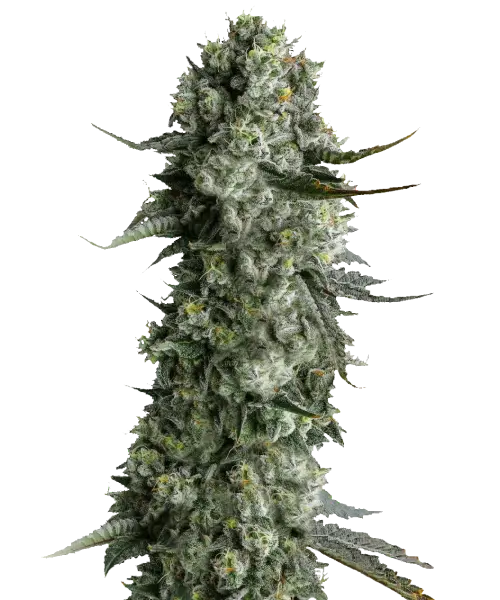 Hindu Kush-Cannabispflanze mit üppigem grünem Laub und frostigen, harzbedeckten Blüten | Reine Indica-Sorte | Erdiges & würziges Aroma