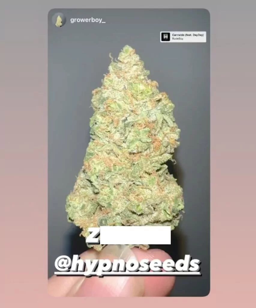 „Z Auto“-Indica-Sorte mit einem perfekt gereiften Bud, der seinen optimalen Zustand für den Gebrauch unterstreicht.
