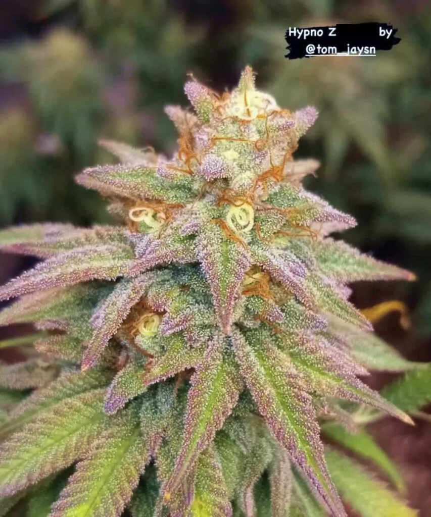 Erlesene „Z Feminized“-Cannabispflanze mit dicht gewundenem, tief violettem Bud, die die lebhafte Färbung und das kompakte Wachstum dieser Sorte zur Geltung bringt.