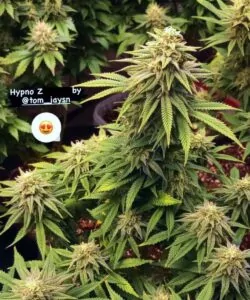 Üppige und kräftige „Z Feminized“-Cannabispflanze mit leuchtend grünen Blättern – ein Zeichen für ihre robuste Gesundheit und genetische Vitalität.