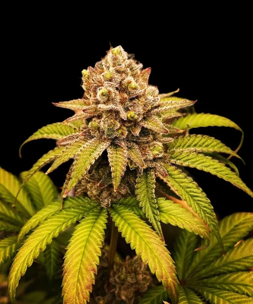 Die Sorte „Z Feminized“ präsentiert eine lebhafte, dicht gepackte Knospe, die mit einer Vielfalt an Farben aufwartet – ein Hinweis auf ihr reiches Terpenprofil und ihre genetische Vielfalt.