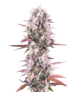 Lemon-Cherry-Runtz-Cannabisblüten mit tiefvioletten Nuancen, überzogen von frostigen Trichomen. Die dichten, harzreichen Nuggets zeigen eine Mischung aus dunklem Violett, Grün und leuchtend orangenen Härchen, die ihre lebendige, exotische Erscheinung betonen.