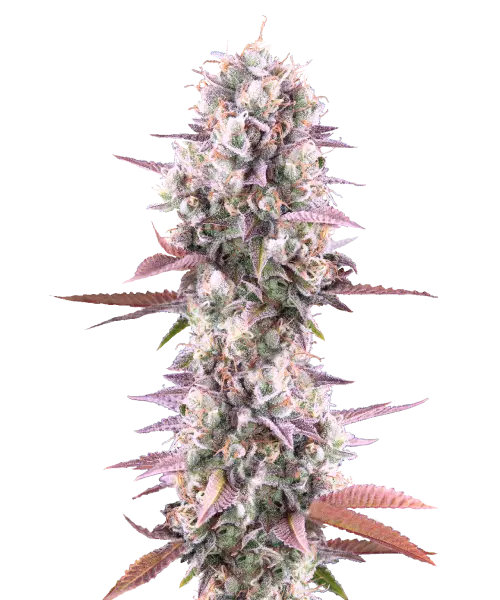 Lemon-Cherry-Runtz-Cannabisblüten mit tiefvioletten Nuancen, überzogen von frostigen Trichomen. Die dichten, harzreichen Nuggets zeigen eine Mischung aus dunklem Violett, Grün und leuchtend orangenen Härchen, die ihre lebendige, exotische Erscheinung betonen.
