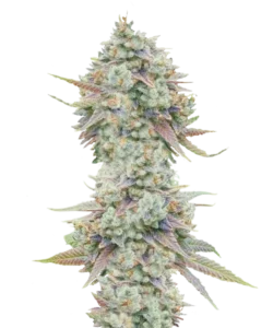 Hoch aufragende Purple Haze-Cannabis-Cola, glänzend vor einer dicken Schicht von Trichomen. Ihre tiefen lila und grünen Farbtöne stehen in Kontrast zu feurig orangefarbenen Stempeln.
