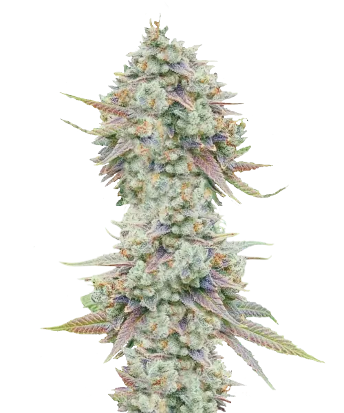 Hoch aufragende Purple Haze-Cannabis-Cola, glänzend vor einer dicken Schicht von Trichomen. Ihre tiefen lila und grünen Farbtöne stehen in Kontrast zu feurig orangefarbenen Stempeln.