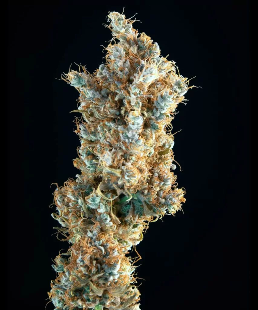 Noch eine Nahaufnahme einer Rainbow Belts-Blüte, die ihre dichte, klebrige Struktur und ihr farbenfrohes Terpenprofil einfängt.