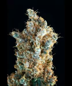 Rainbow Belts Cannabisknospe aus der Makroperspektive, die ihre tiefvioletten und orangefarbenen Töne hervorhebt.