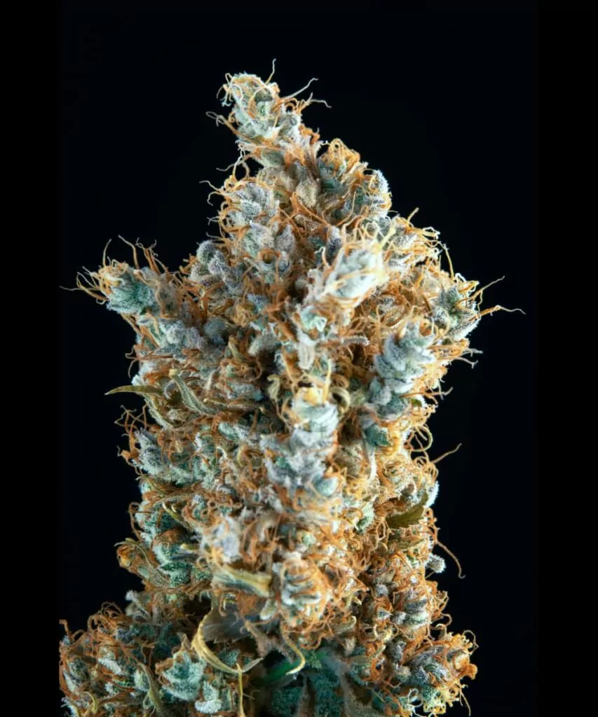 Rainbow Belts Cannabisknospe aus der Makroperspektive, die ihre tiefvioletten und orangefarbenen Töne hervorhebt.