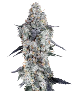 Sunset-Runtz-Cannabisblüten mit einem auffälligen Mix aus tiefem Purpur, leuchtendem Orange und hellem Grün, überzogen von einer dicken Schicht frostiger Trichome. Die dichten, harzigen Nuggets zeigen ein sonnenuntergangsähnliches Farbspiel, das ihre exotische Anziehungskraft verstärkt.