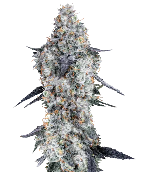 Sunset-Runtz-Cannabisblüten mit einem auffälligen Mix aus tiefem Purpur, leuchtendem Orange und hellem Grün, überzogen von einer dicken Schicht frostiger Trichome. Die dichten, harzigen Nuggets zeigen ein sonnenuntergangsähnliches Farbspiel, das ihre exotische Anziehungskraft verstärkt.