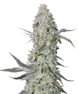 Große Super Lemon Haze-Cola, tropft vor goldenem Harz und ist von einer dicken Trichomschicht überzogen. Ihre leuchtend limonengrüne Struktur wird durch zitronig duftende Stempel ergänzt.