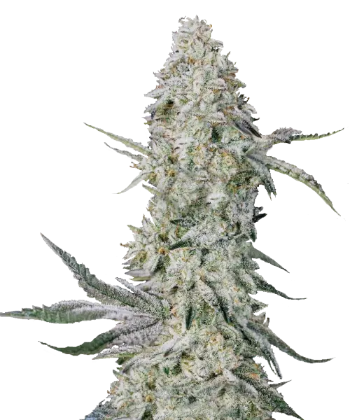 Große Super Lemon Haze-Cola, tropft vor goldenem Harz und ist von einer dicken Trichomschicht überzogen. Ihre leuchtend limonengrüne Struktur wird durch zitronig duftende Stempel ergänzt.