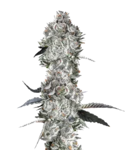 Super Silver Haze-Cannabispflanze mit leuchtend grünen Blättern und frostigen, silberüberzogenen Blüten | Sativa-dominante Sorte | Zitrus- und würziges Aroma