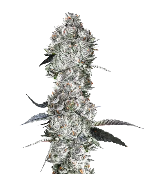 Super Silver Haze-Cannabispflanze mit leuchtend grünen Blättern und frostigen, silberüberzogenen Blüten | Sativa-dominante Sorte | Zitrus- und würziges Aroma