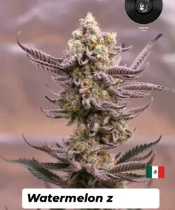 Nahaufnahme von Watermelon Z-Cannabisblüten, kompakt und überzogen mit frostigen Trichomen. Die lebhaften Blätter der Pflanze stehen im Kontrast zu den kräftigen, farbenfrohen Tönen der dichten, klebrigen Blüten.