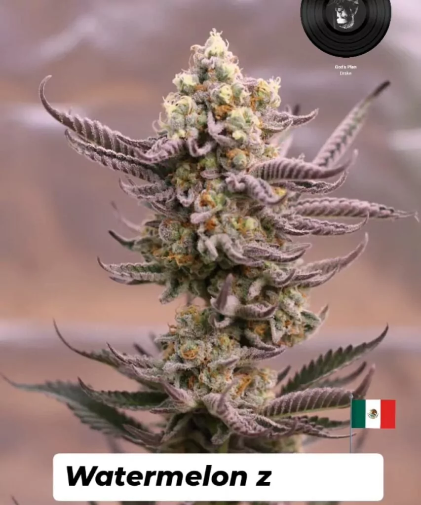Nahaufnahme von Watermelon Z-Cannabisblüten, kompakt und überzogen mit frostigen Trichomen. Die lebhaften Blätter der Pflanze stehen im Kontrast zu den kräftigen, farbenfrohen Tönen der dichten, klebrigen Blüten.