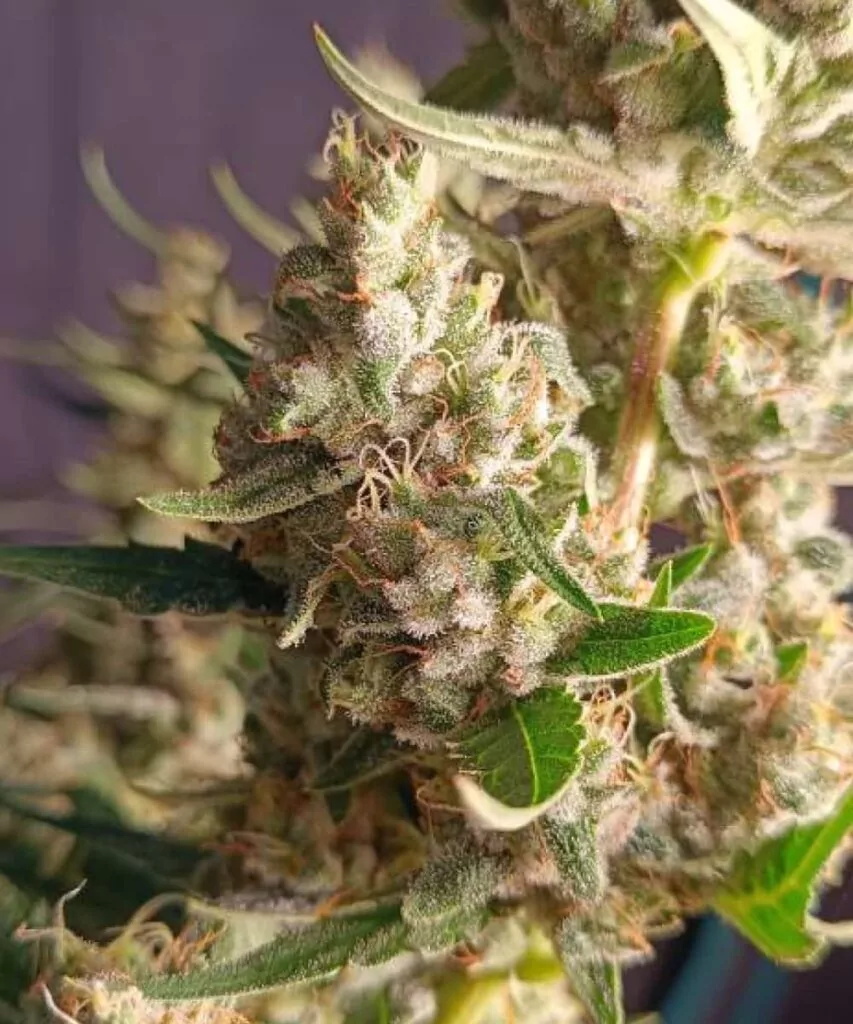 Wedding Cake Strain-1 Die zuckerhaltigen Blüten von Wedding Cake schimmern unter einer dichten Schicht frostiger Trichome, die ihre erstklassige Potenz und Harzproduktion demonstrieren.