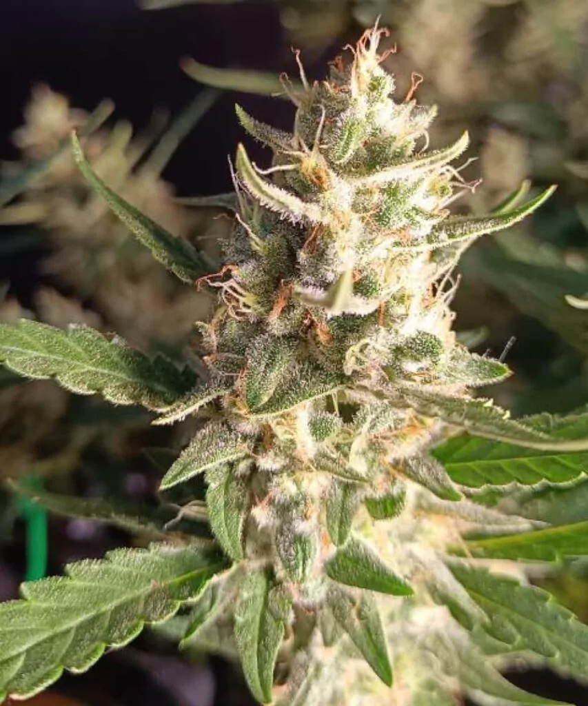 Wedding Cake ist bekannt für seine zuckerhaltigen Blüten, die von glitzernden Trichomen bedeckt sind und auf den hohen THC-Gehalt hinweisen.