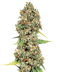 Klassische Sativa-Struktur mit langgezogenen, gold-bernsteinfarbenen Knospen und dichter Harzproduktion. Große, gut geformte Colas leuchten im Licht und sind mit kristallbedeckten Kelchen für eine beeindruckende visuelle Wirkung gepackt.