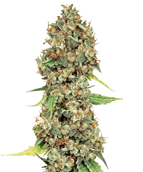 Klassische Sativa-Struktur mit langgezogenen, gold-bernsteinfarbenen Knospen und dichter Harzproduktion. Große, gut geformte Colas leuchten im Licht und sind mit kristallbedeckten Kelchen für eine beeindruckende visuelle Wirkung gepackt.